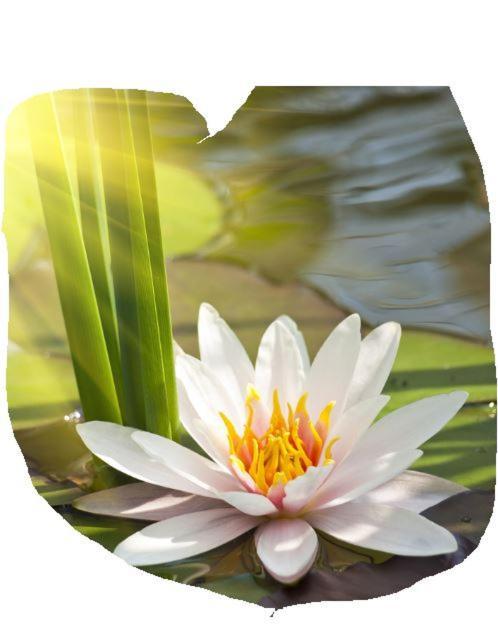 Lotus Flower Sant'Olcese Zewnętrze zdjęcie